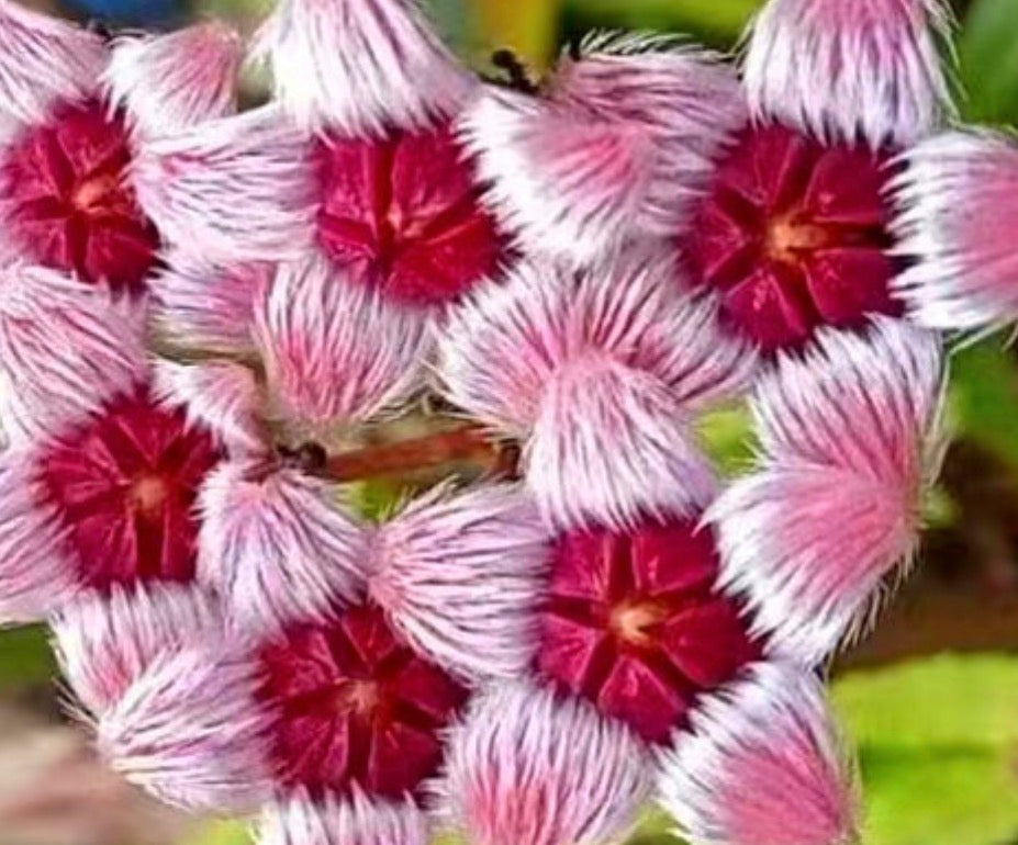 Hoya sulawesiana vine