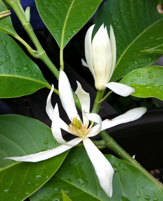 Magnolia x alba (White Champaca) Small 35 “tall