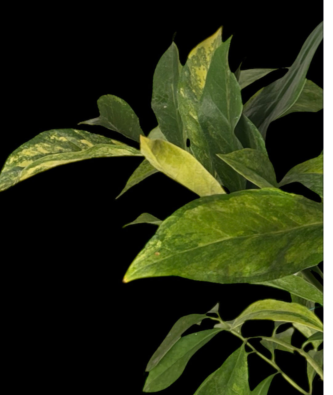 Wild Form ZZ Variegated 2.5 feet tall ( Rare fine)