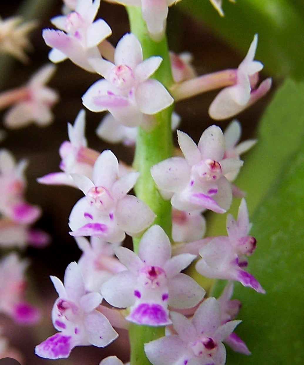 Orchid Smitinandia micrantha