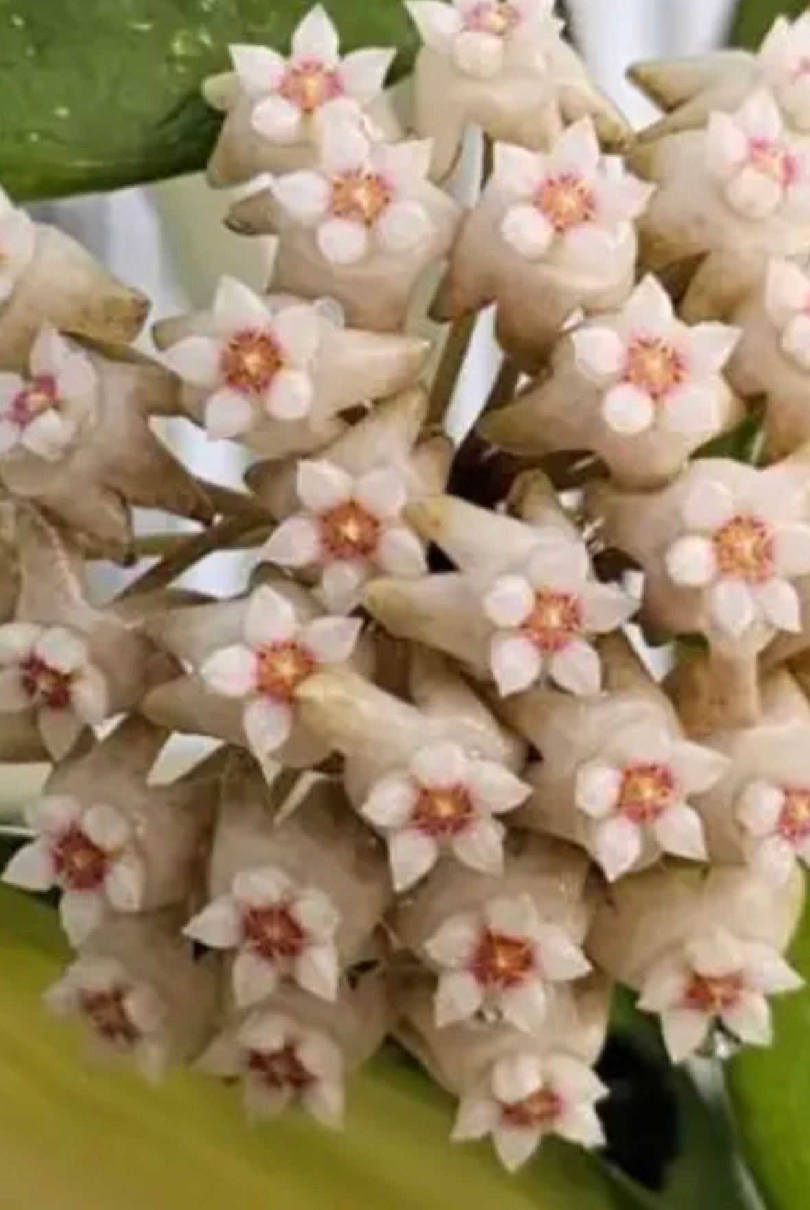 Hoya verticillata variegated