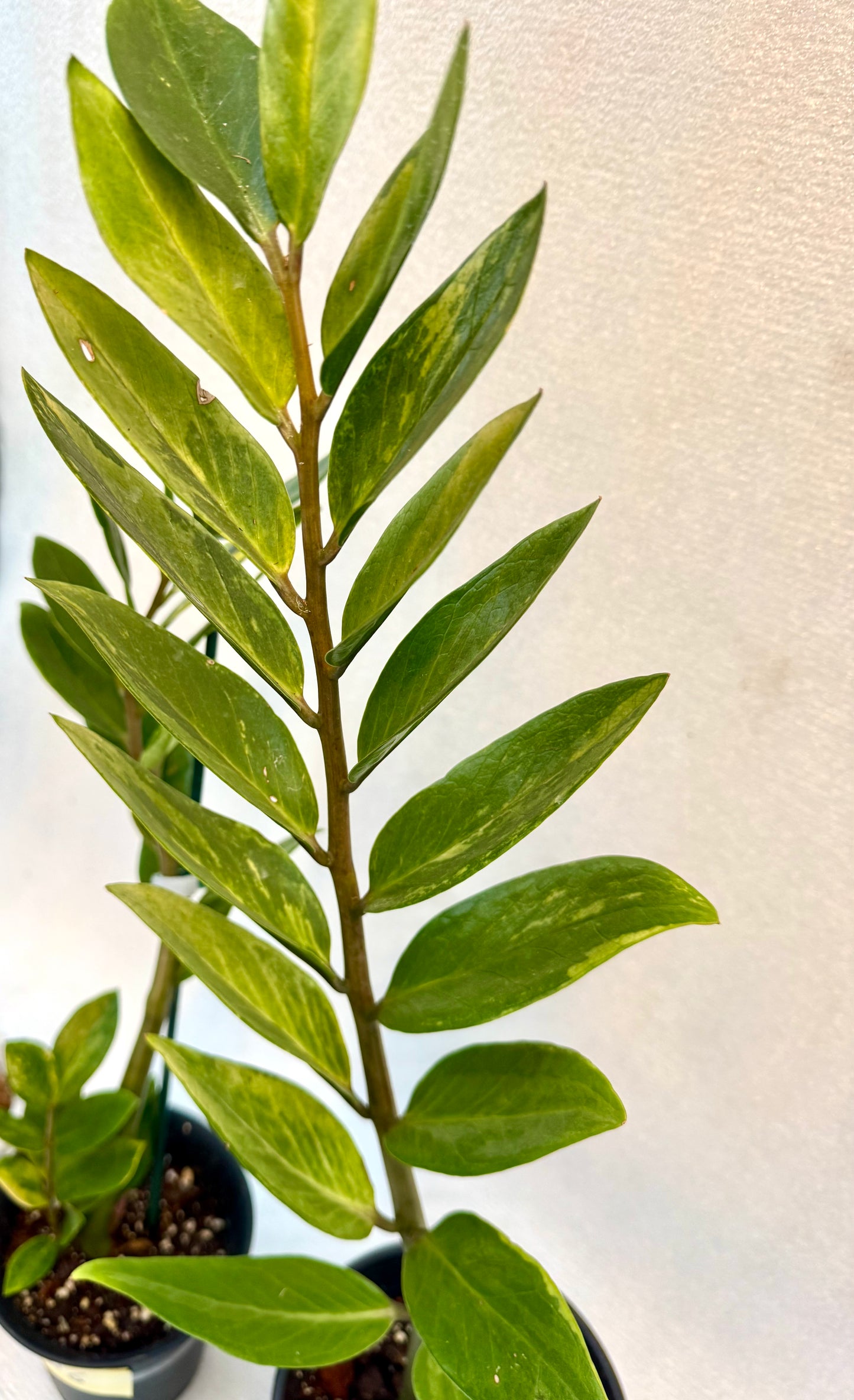 Variegated ZZ one shoot