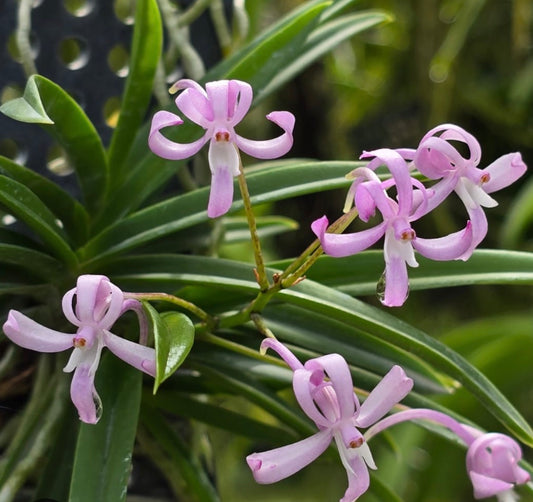Orchid Vanda falcata Koto