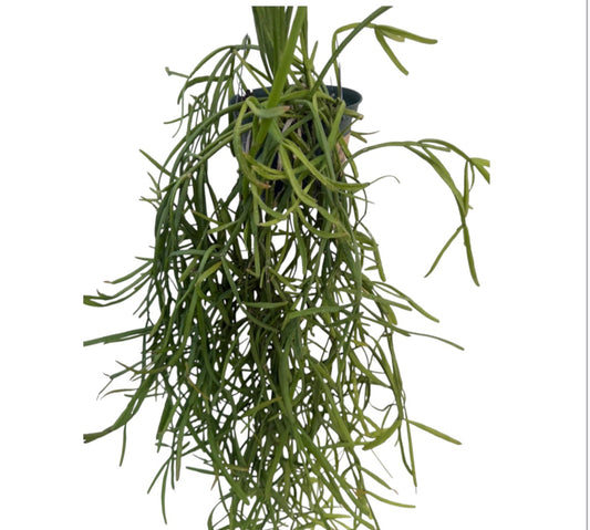 Rhipsalis Micrantha Large