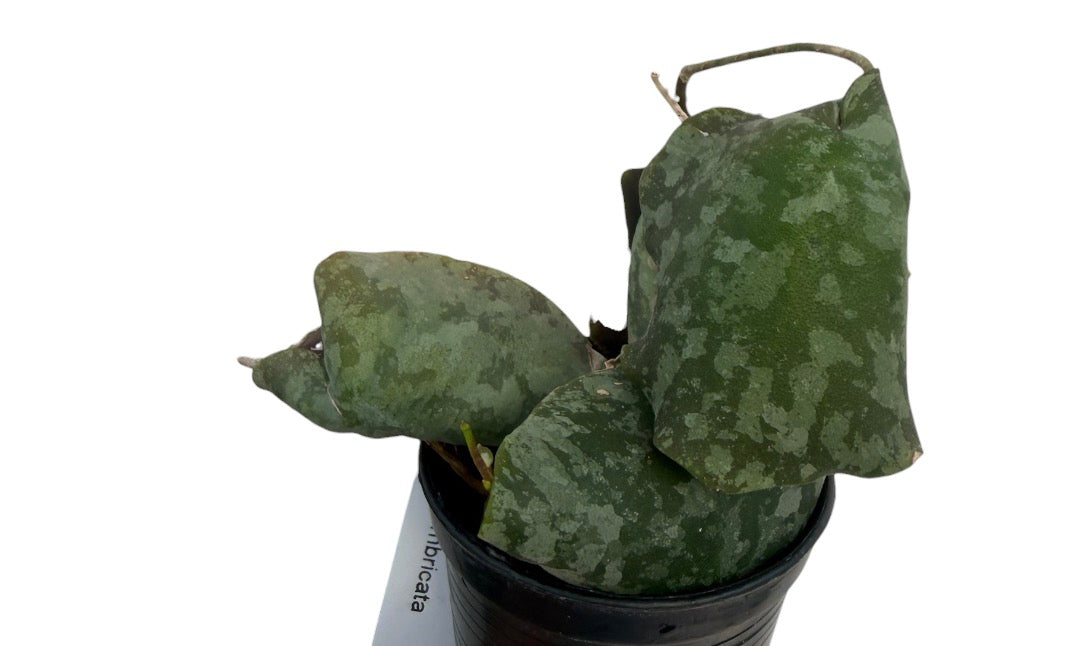 Hoya imbricata