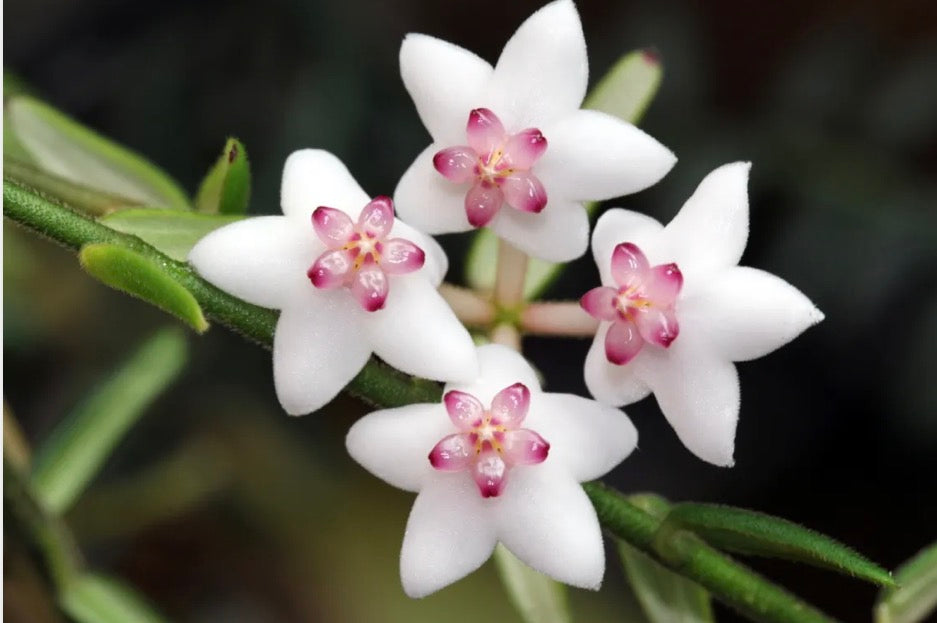 Hoya Engleriana large