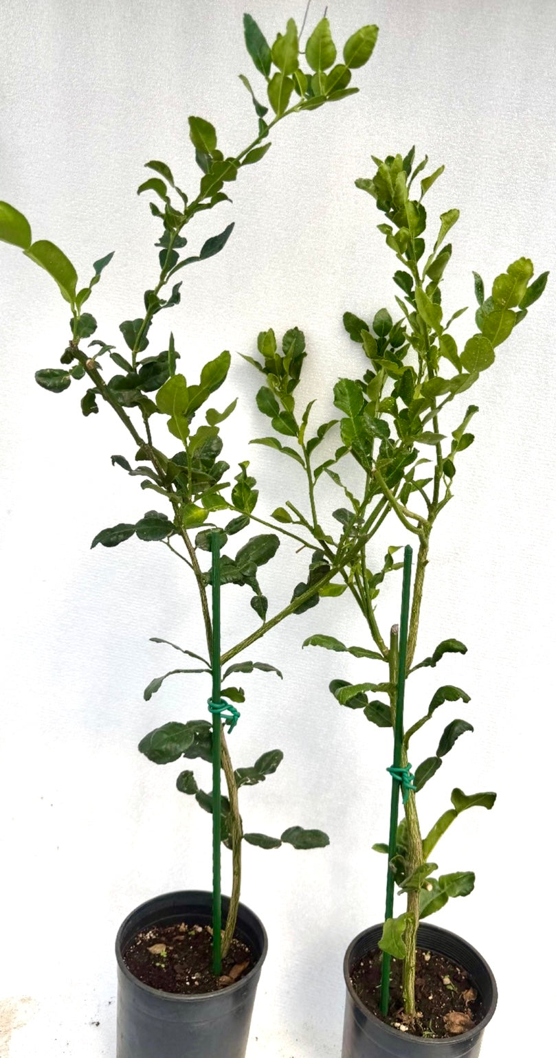 Kaffir Lime Tree (Makrut ) grafted