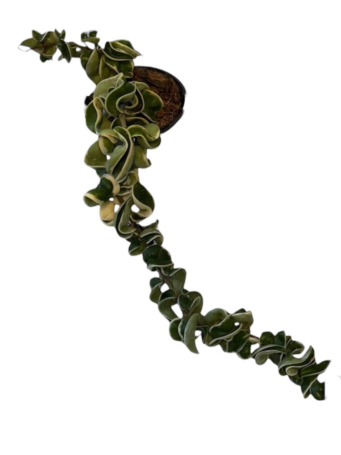 Hoya Compacta Variegated Rope