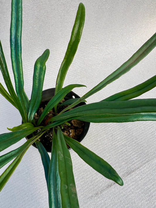 Microsorum siamensis Blue Oil fern Large