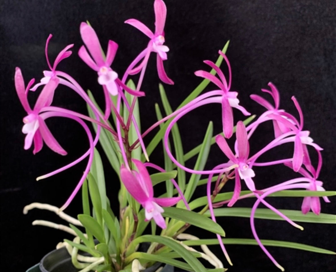 Orchid Neofinetia facata Pink