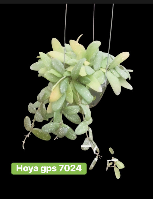Hoya GPS 7024