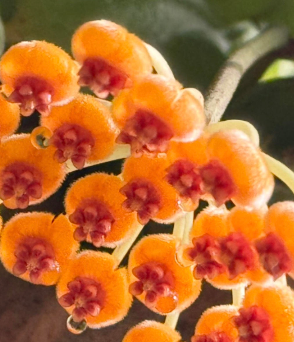 Hoya enduensis Large