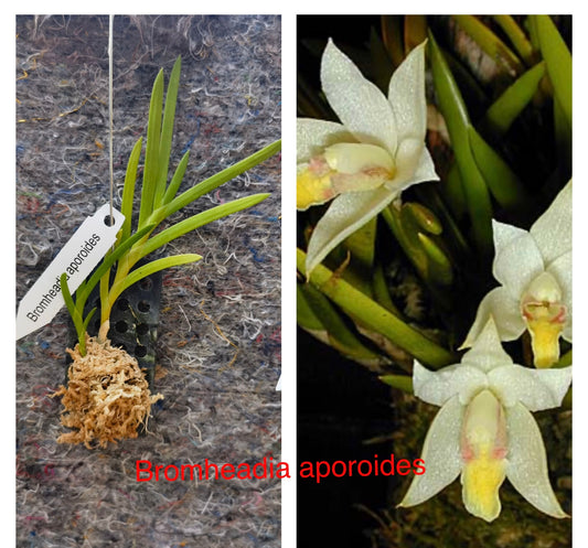 Orchid Varieties