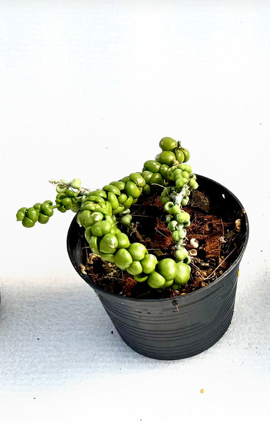 Dischidia Dragon Jade small