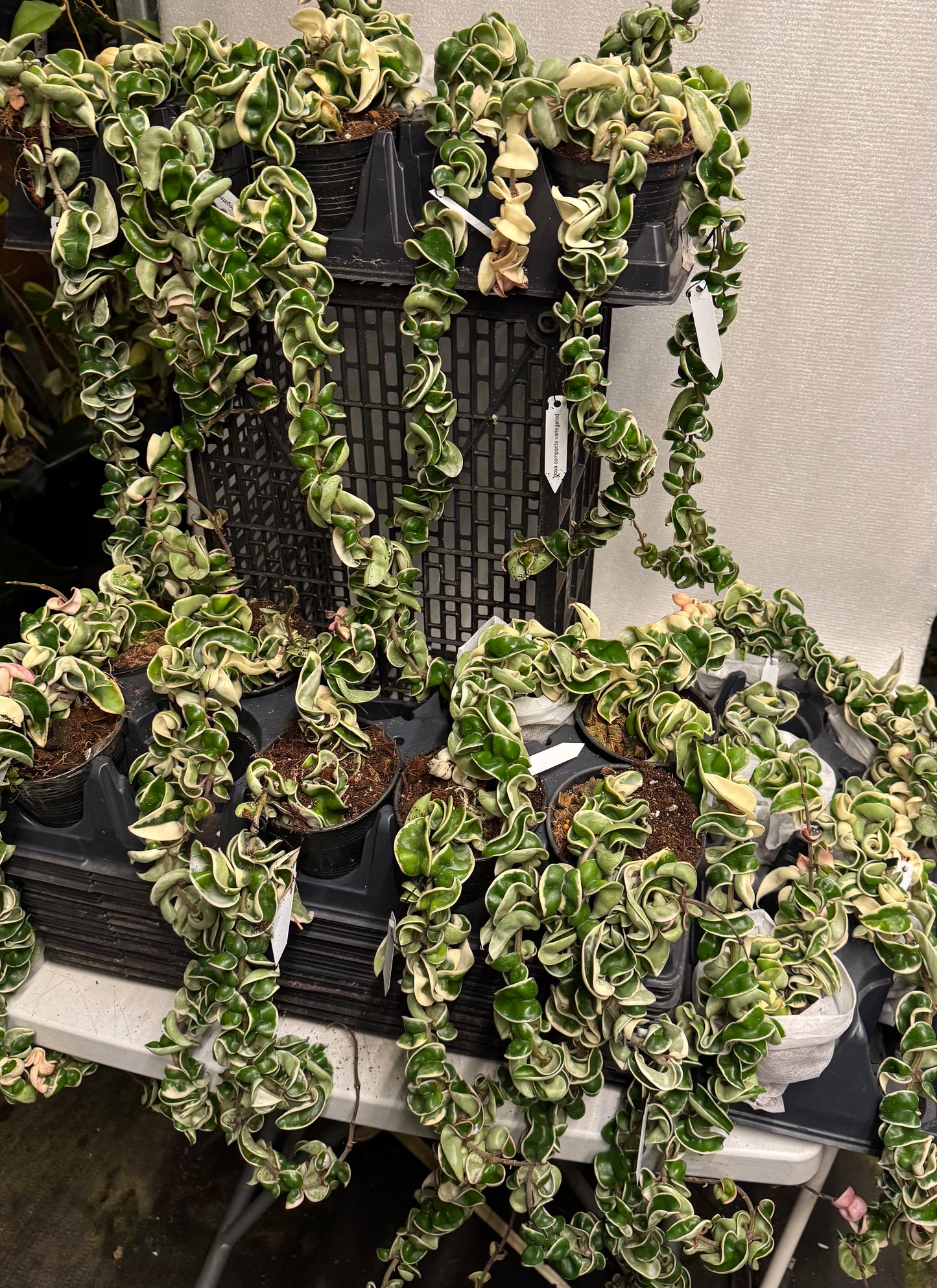 Hoya Compacta Variegated Rope