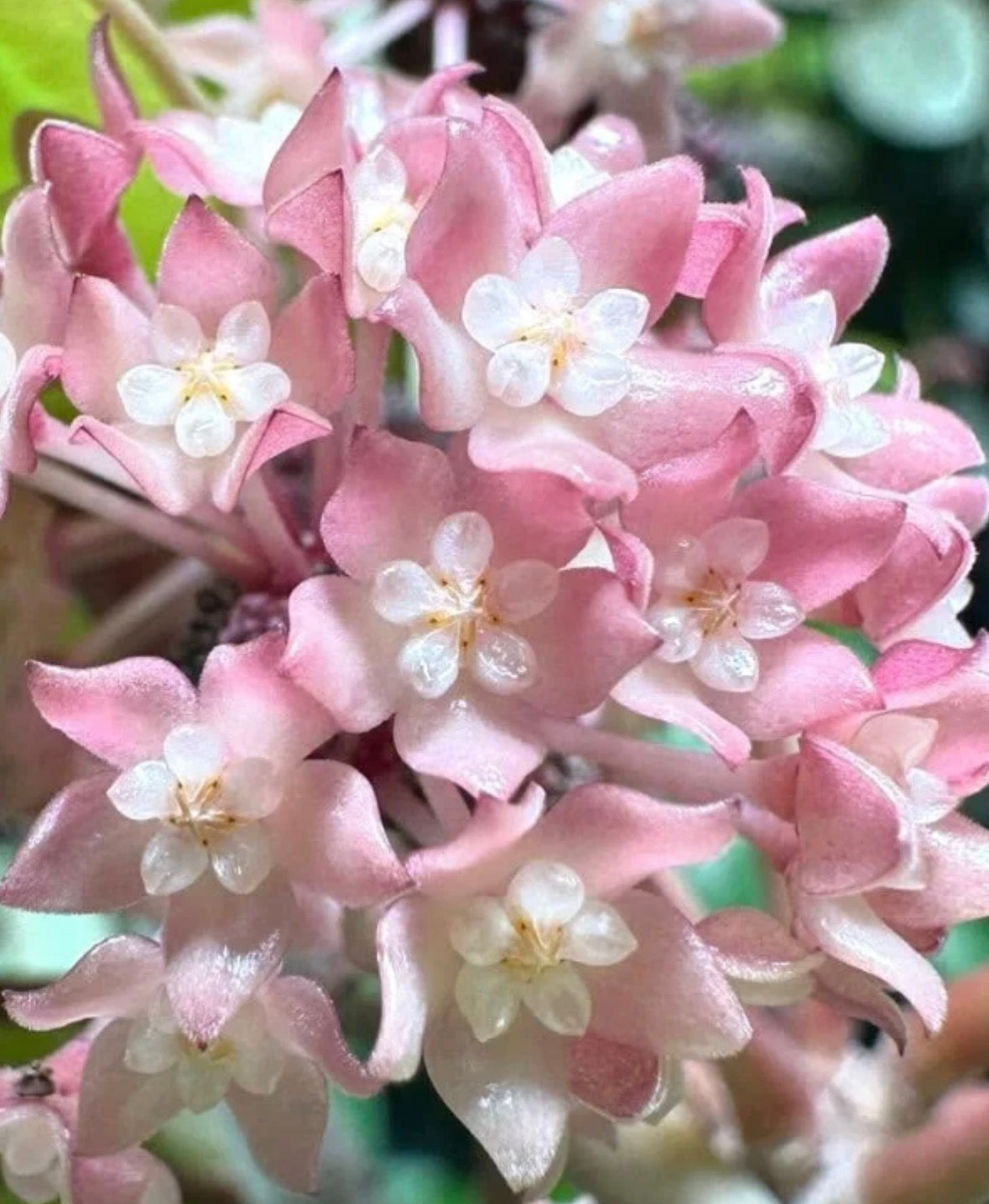 Hoya Sarawak crème