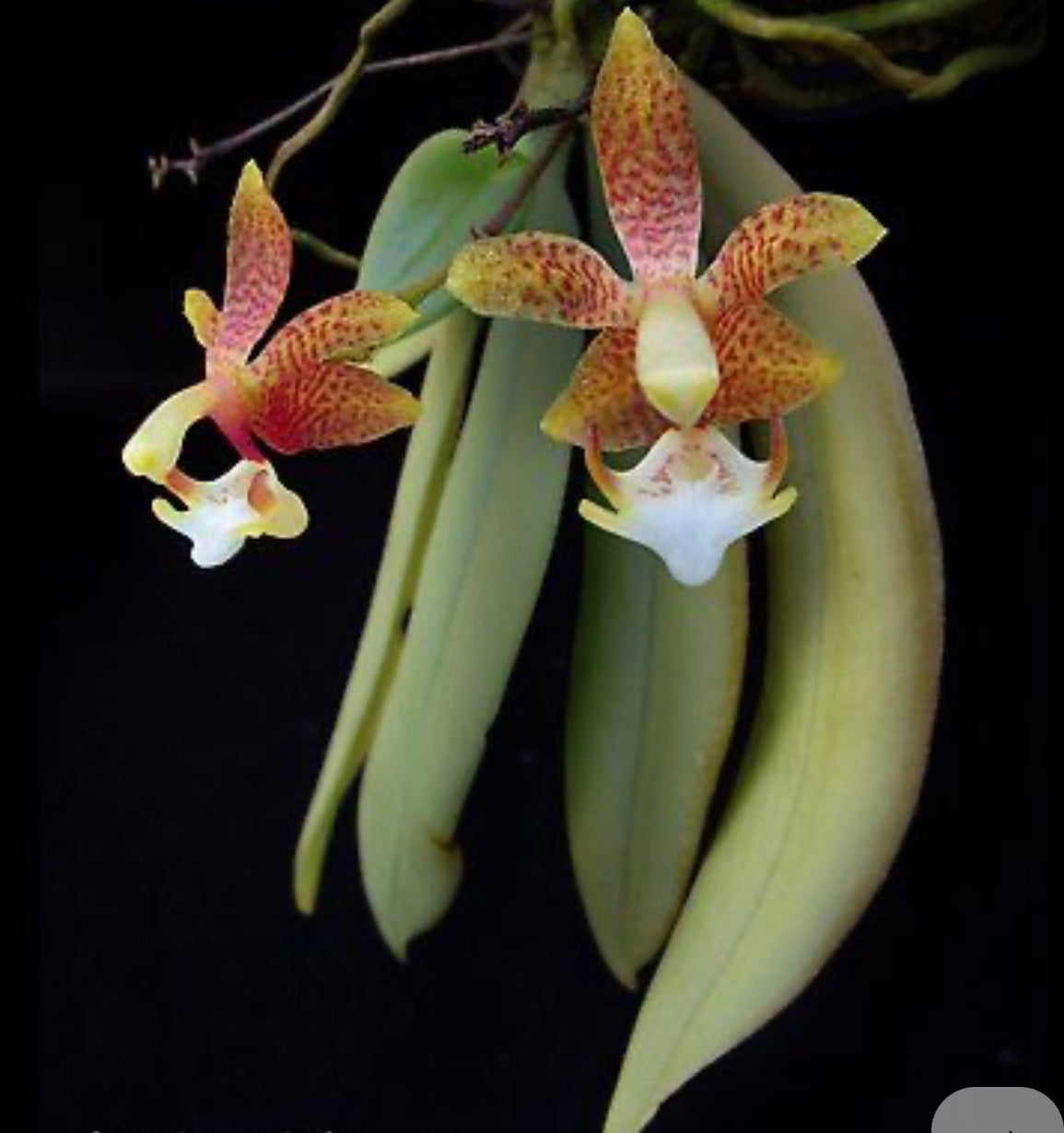 Orchid Grosourdya appendiculata