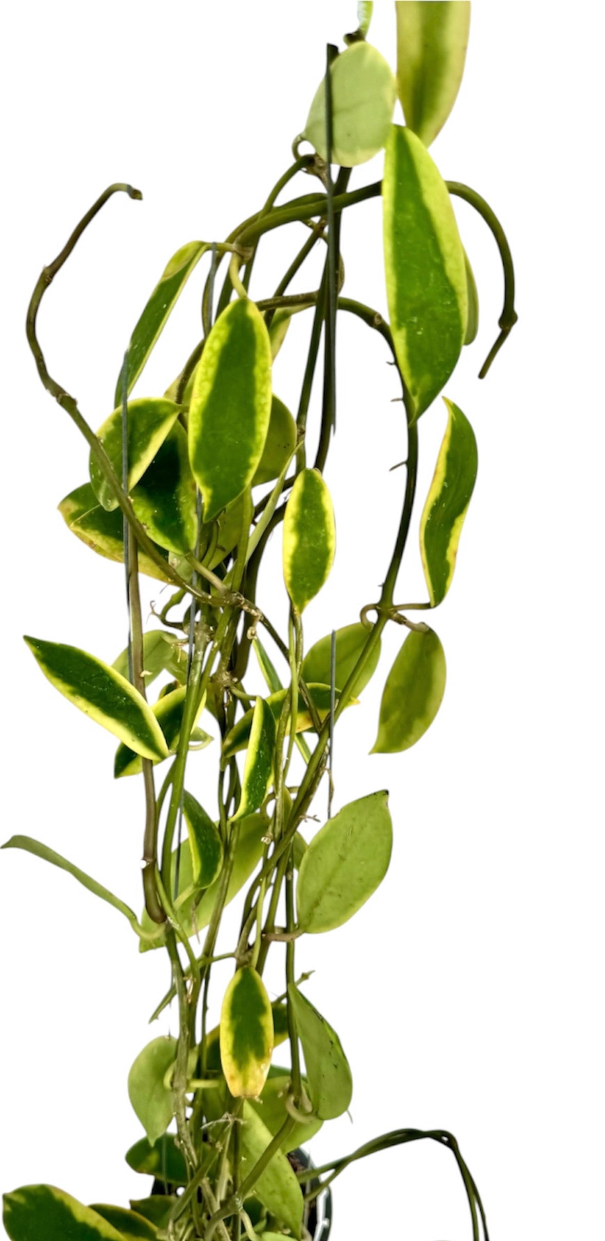 Hoya Diversifolia Variegated large vine( rare )