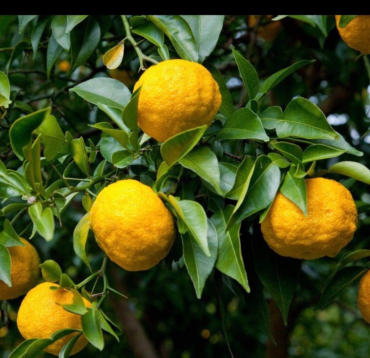 Japanese Or Italian Lemon Tree
