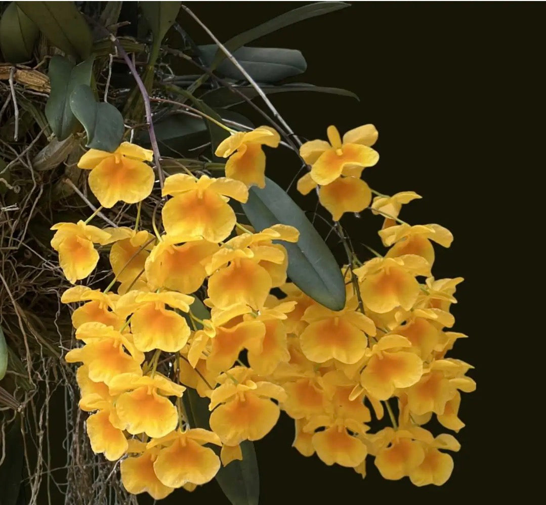 Orchid Dendrobium lindleyi
