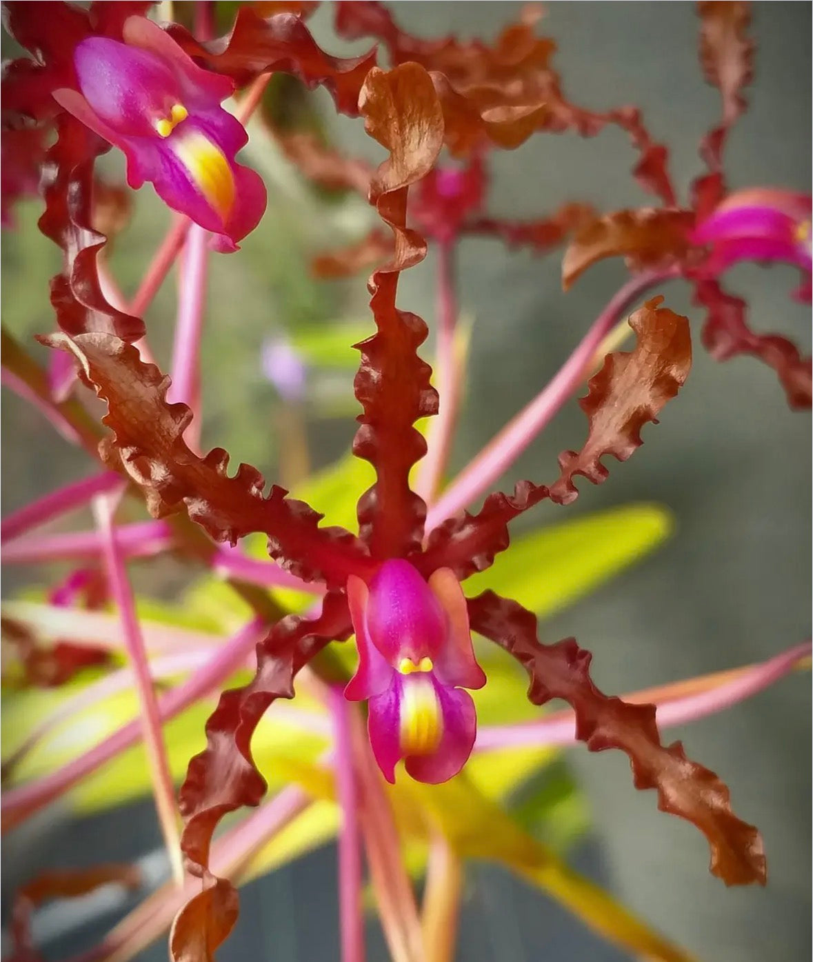 Orchid Schomburgkia lueddemanniana