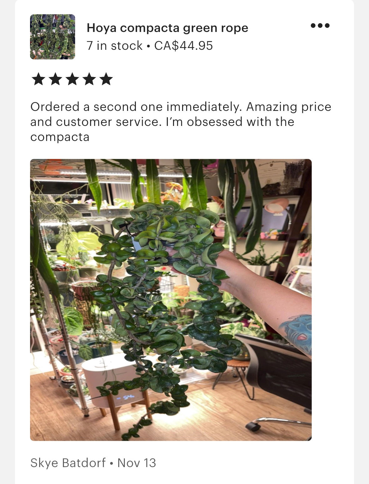 Hoya compacta green vine