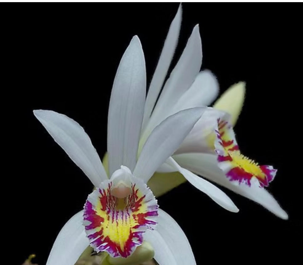 Orchid pleione maculata