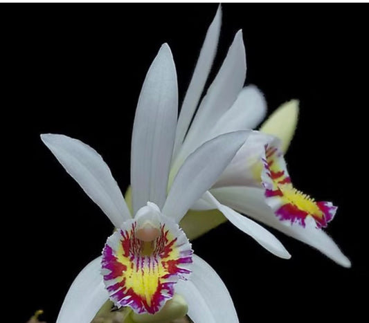 Orchid pleione maculata