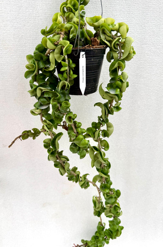 Hoya compacta green vine