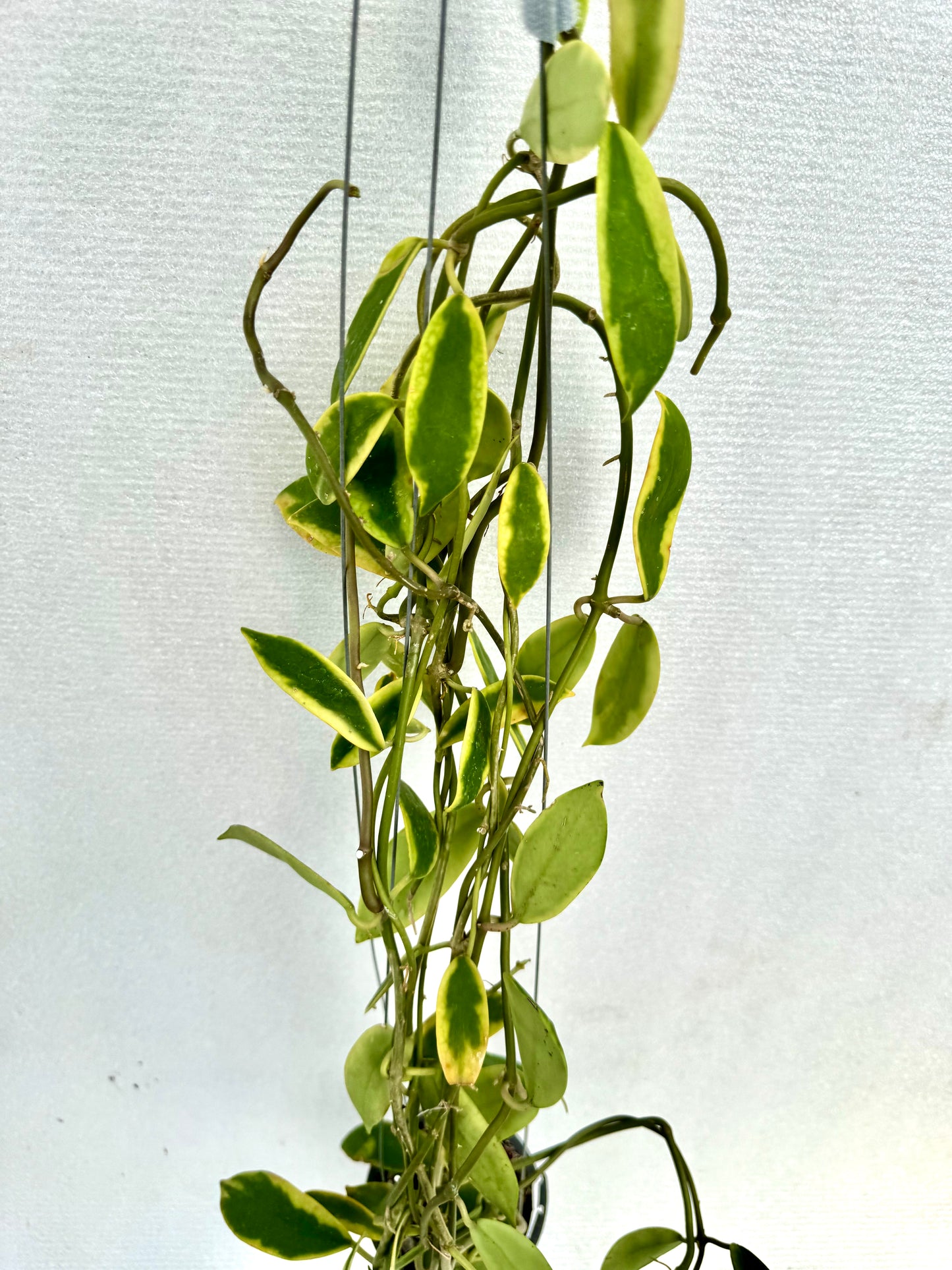 Hoya Diversifolia Variegated large vine( rare )