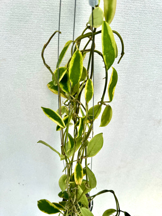 Hoya Diversifolia Variegated large vine( rare )