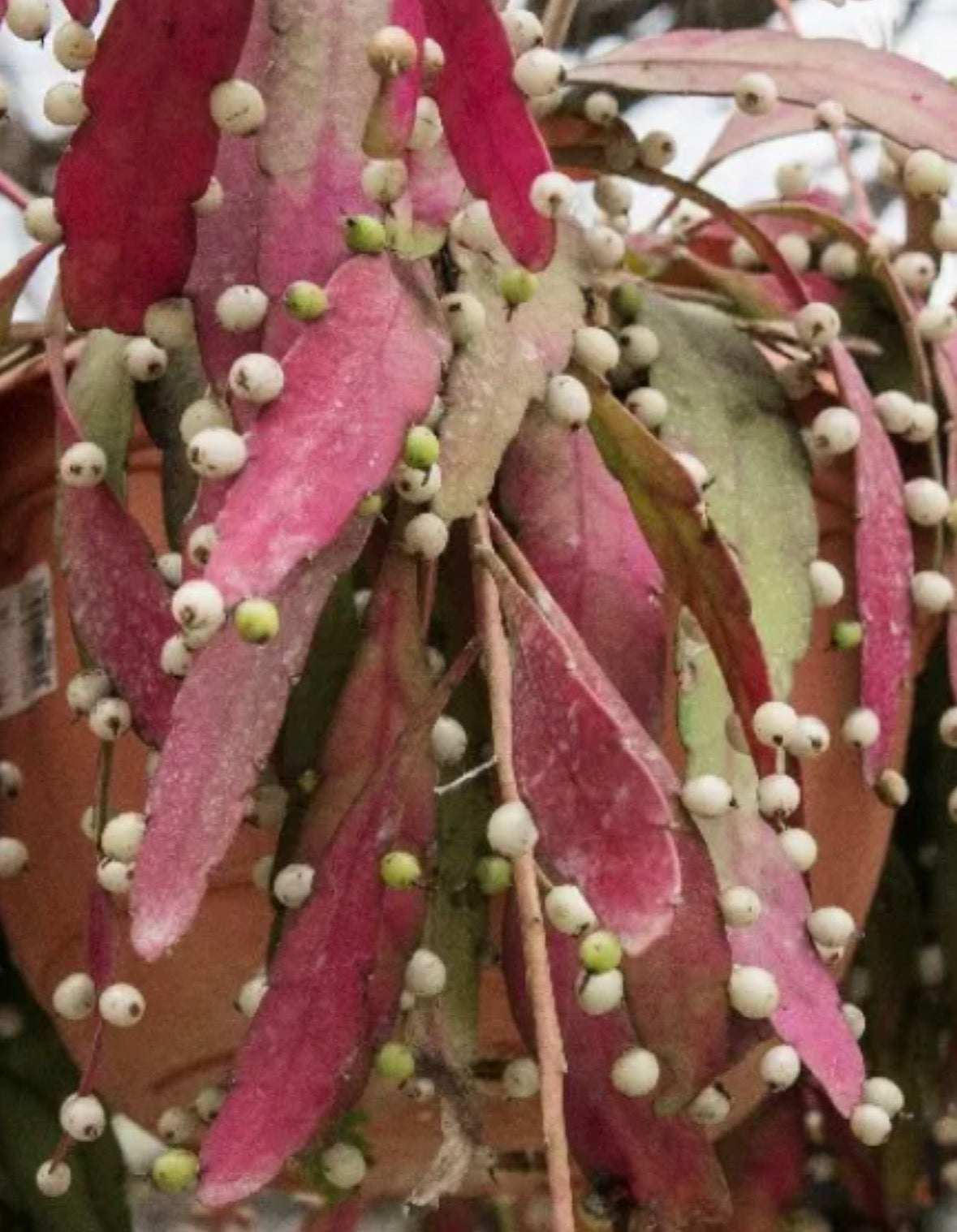 Rhipsalis ramulosa sun stress