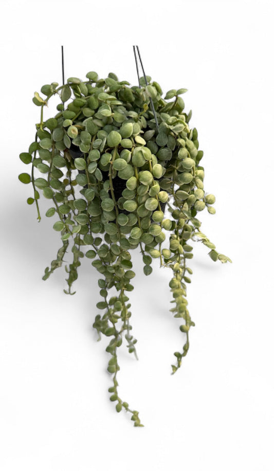 Dischidia nummularia variegated
Strings of nickels