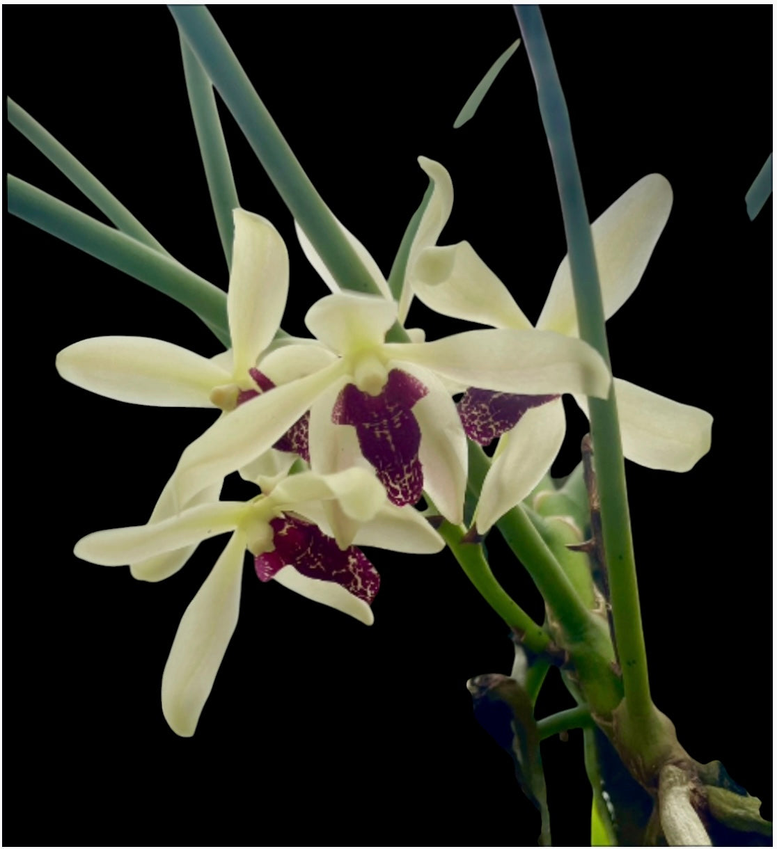 Orchid  Paraphalaenopsis laycockii
X Luisia Primulina