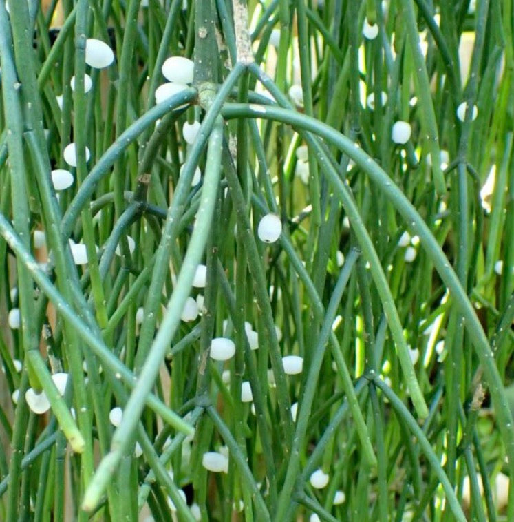 Rhipsalis Baccifera White Pearl (Bloom white flowers)