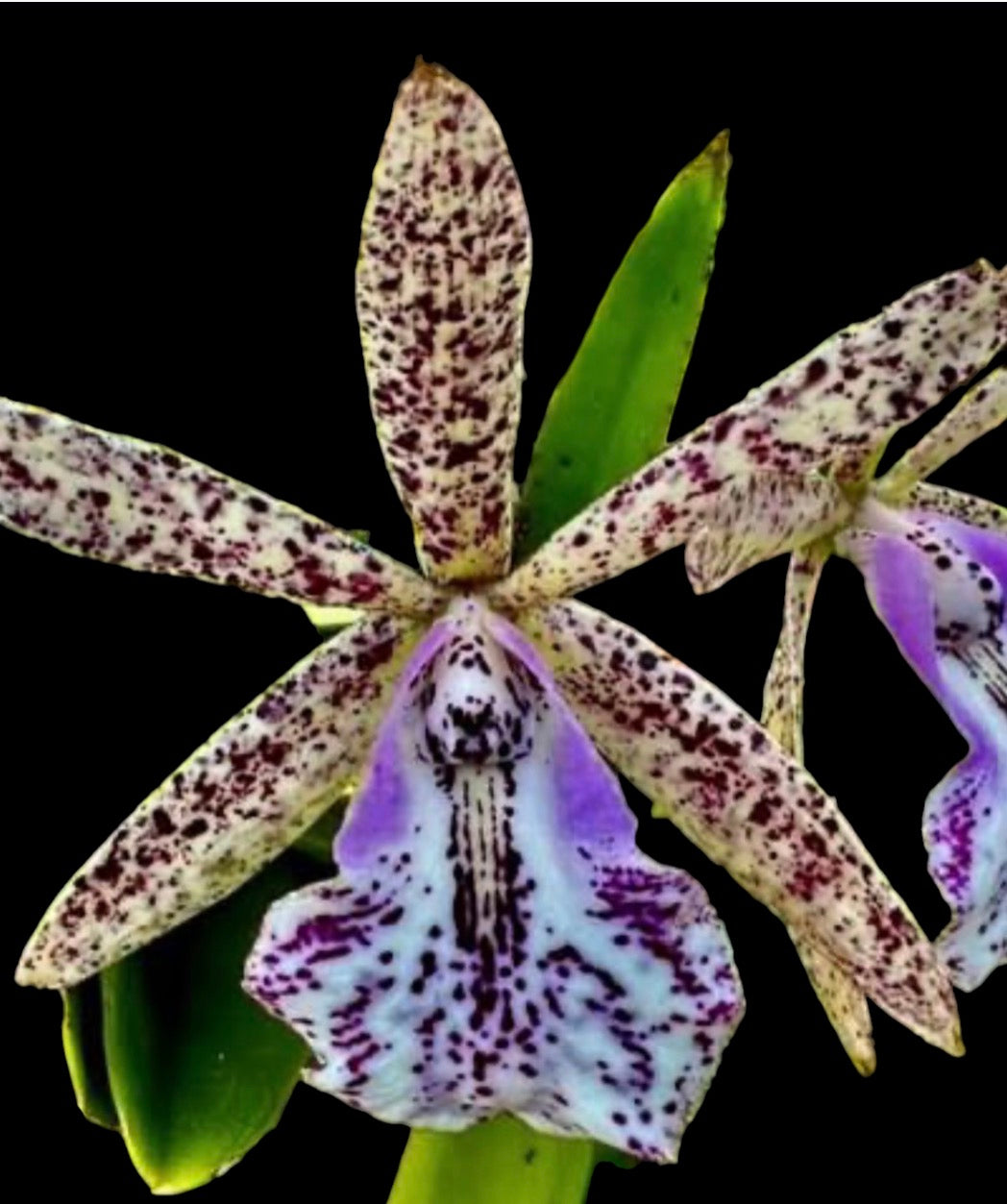 Orchid Brass Ottleya Hippodami