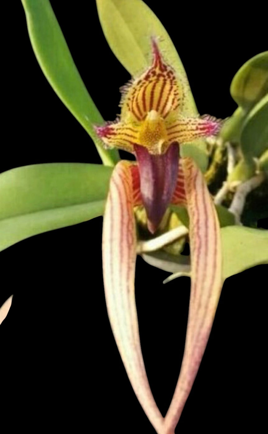 Orchid Bulbophyllum Sheryl Kurizaki