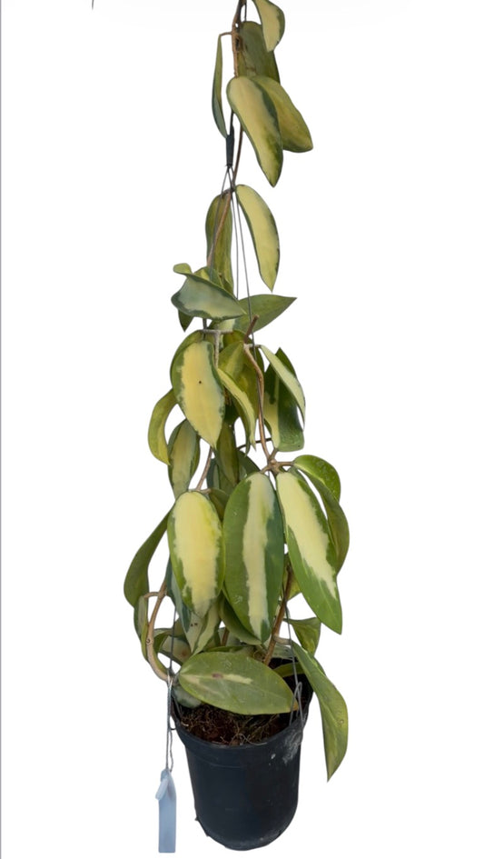 Hoya verticillata variegated