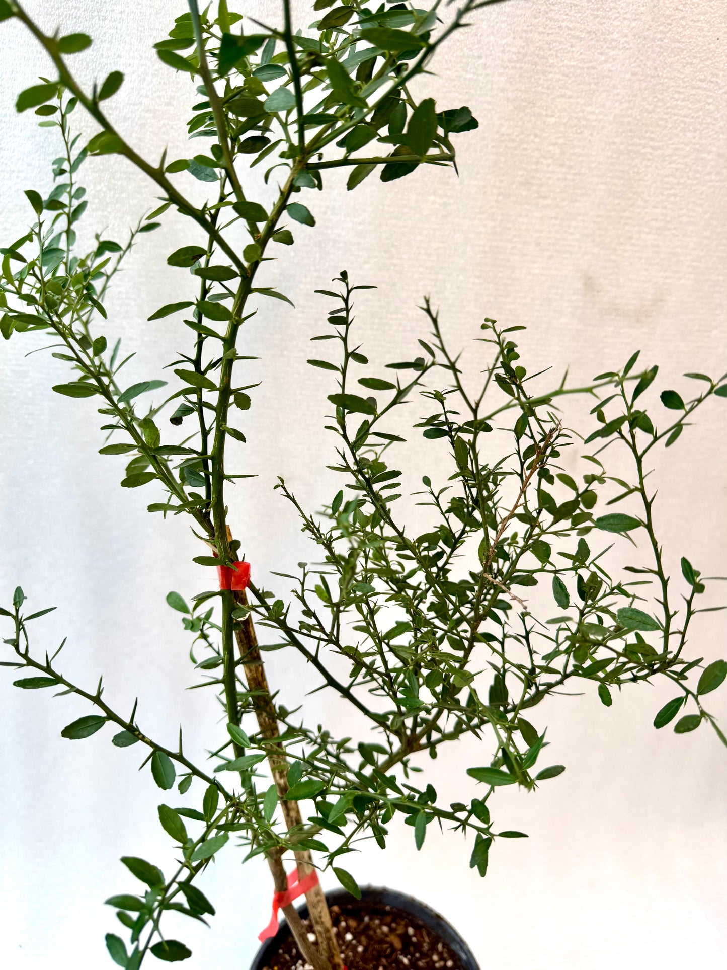 Finger lime Red Champagne