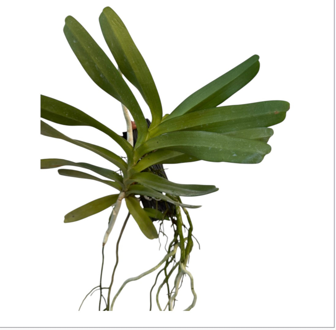Orchid Aerides odorata