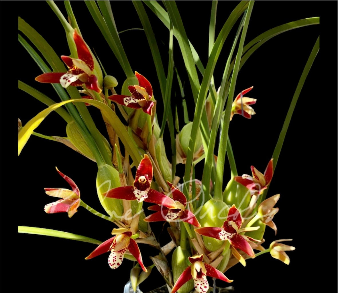 Maxillaria tenuifolia ‘Variegated” (often called the Coconut Orchid)