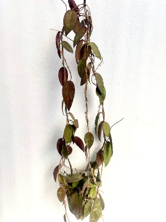 Hoya caudata 'Sumatra’