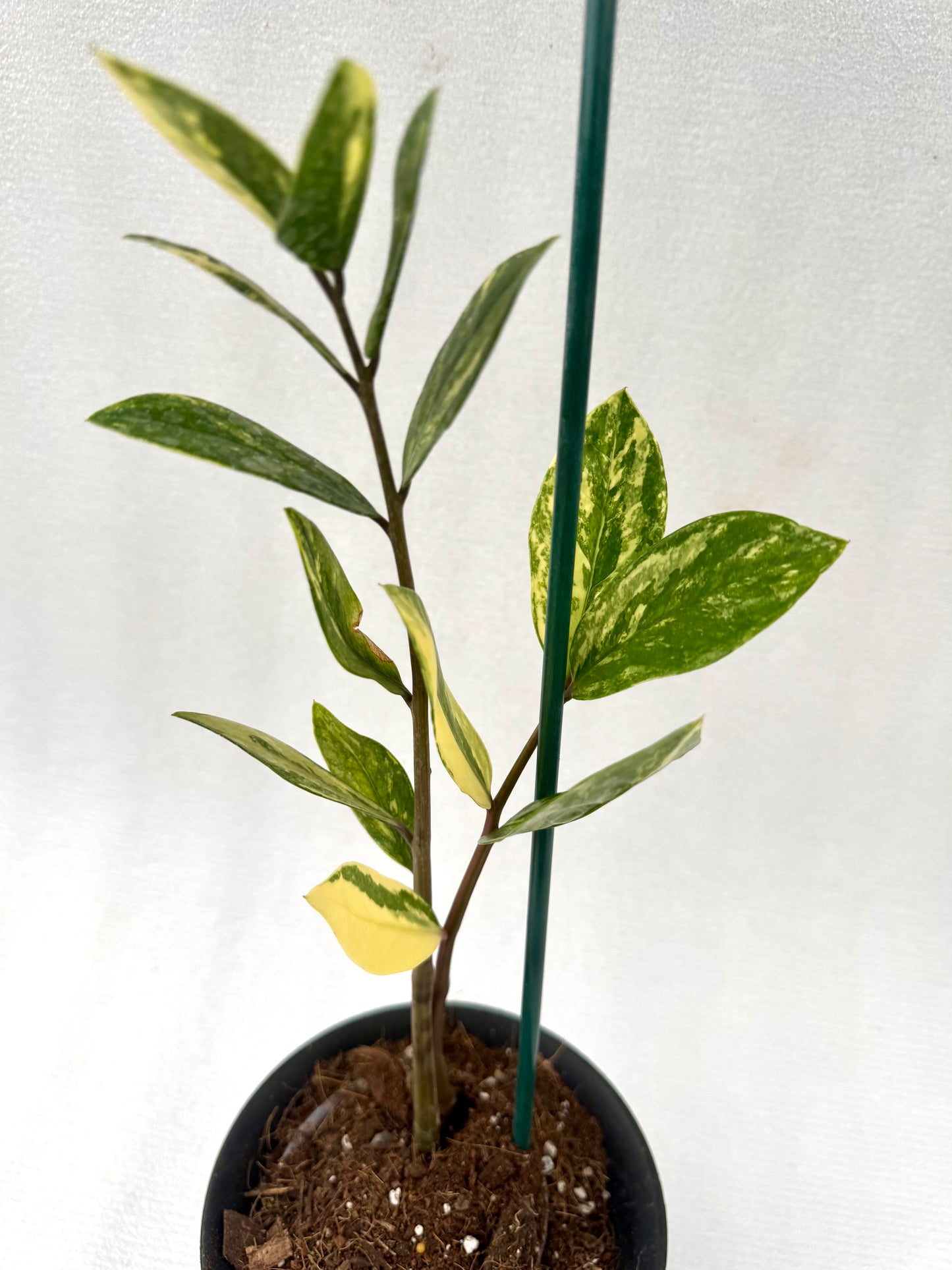 Variegated ZZ (Zamioculcas zamiifolia)