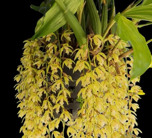Orchid coelogyne rochussenii Large pot