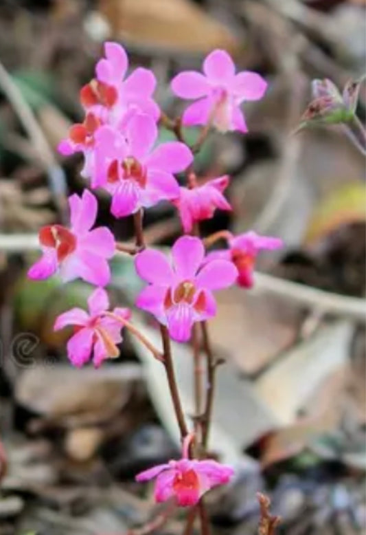 Orchid Doritis pulcherrima Lindl