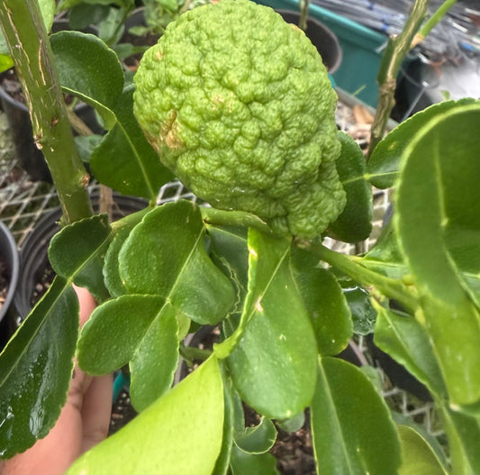 Kaffir Lime Tree (Makrut ) grafted