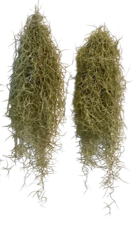 Spanish moss Small 16” long