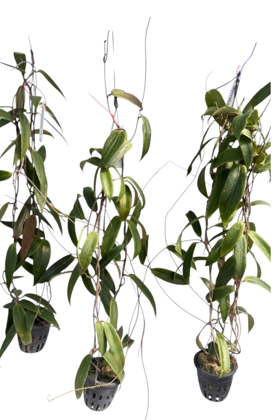 Hoya siariae red Vine