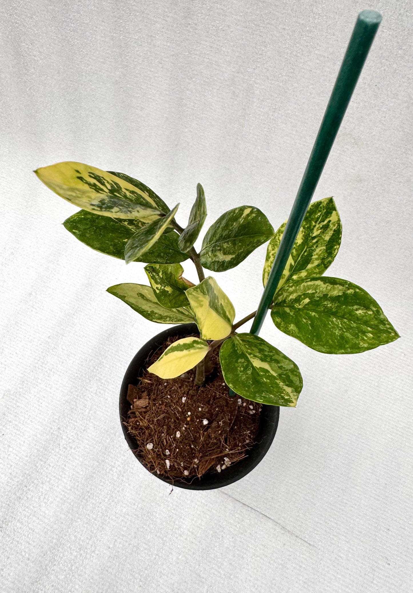 Variegated ZZ (Zamioculcas zamiifolia)