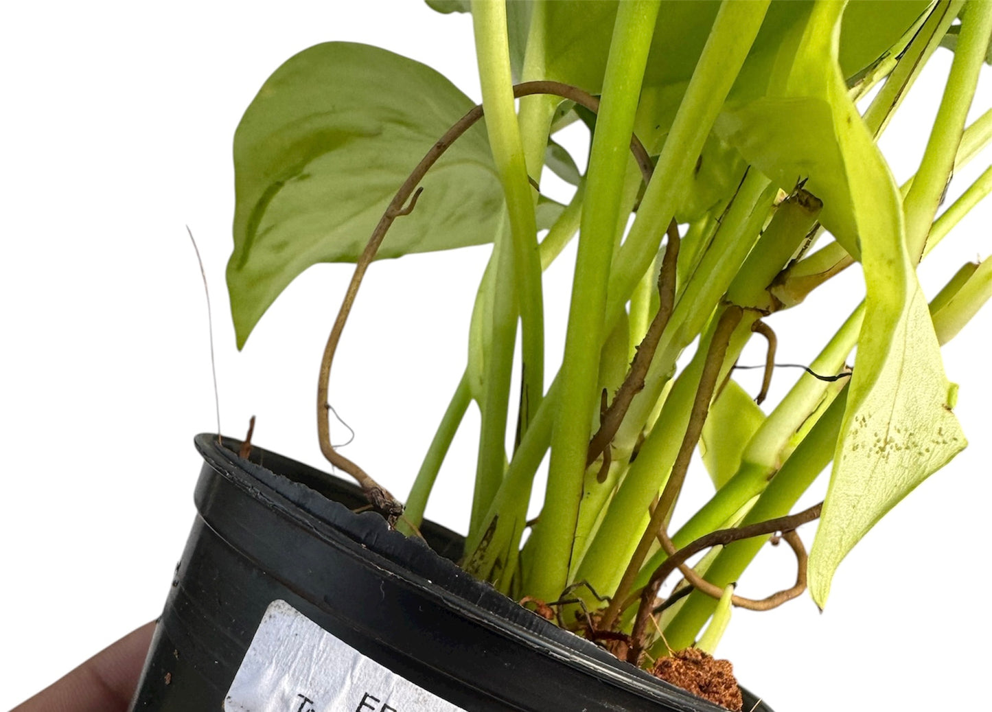 Epipremnumq Champs Élysées pothos